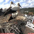 15_50-nest.jpg