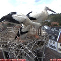 15_55-nest.jpg