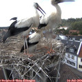 16_00-nest.jpg