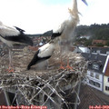 16_05-nest.jpg