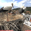 16_10-nest.jpg