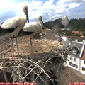 16_15-nest.jpg