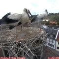 16_20-nest.jpg