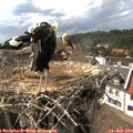 16_25-nest.jpg