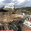 16_30-nest.jpg