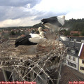16_35-nest.jpg