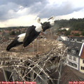 16_40-nest.jpg