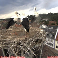 16_45-nest.jpg