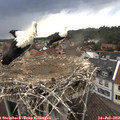 16_50-nest.jpg