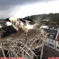 16_55-nest.jpg