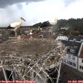 17_00-nest.jpg