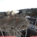 17_05-nest.jpg
