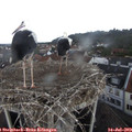 17_10-nest.jpg