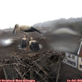17_25-nest.jpg