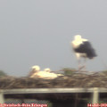 17_30-mast.jpg