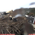 17_30-nest.jpg
