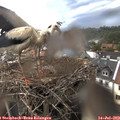 17_35-nest.jpg