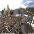 17_40-nest.jpg