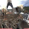 17_45-nest.jpg