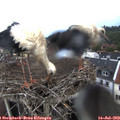 17_50-nest.jpg
