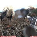 17_55-nest.jpg