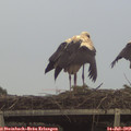 18_00-mast.jpg