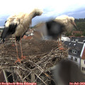 18_00-nest.jpg