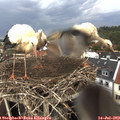 18_05-nest.jpg
