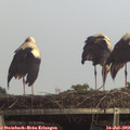 18_10-mast.jpg