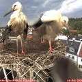 18_10-nest.jpg