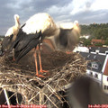 18_15-nest.jpg