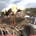 18_20-nest.jpg