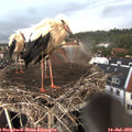 18_25-nest.jpg