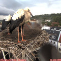 18_30-nest.jpg