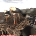 18_35-nest.jpg