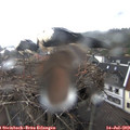 18_40-nest.jpg