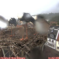 18_45-nest.jpg
