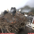 18_50-nest.jpg