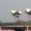18_55-mast.jpg
