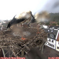 18_55-nest.jpg