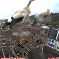 19_10-nest.jpg