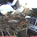 19_15-nest.jpg