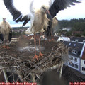 19_20-nest.jpg