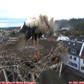 19_25-nest.jpg