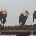 19_30-mast.jpg