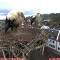 19_30-nest.jpg