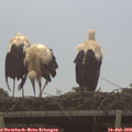 19_35-mast.jpg