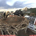 19_35-nest.jpg