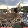 19_40-nest.jpg