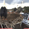 19_45-nest.jpg
